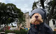 Lluvias y ambiente caluroso en Yucatán este lunes 24 de noviembre Lluvias y ambiente caluroso en Yucatán este lunes 24 de noviembre