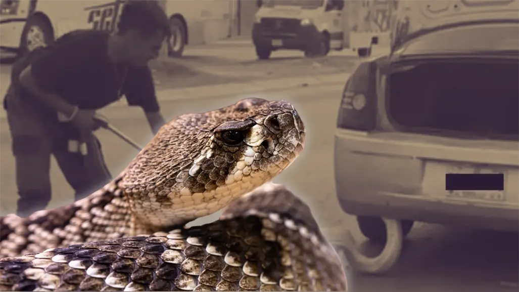 Estas son las 5 serpientes más comunes en Nuevo León que casi nadie identifica