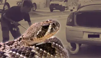 Estas son las 5 serpientes más comunes en Nuevo León que casi nadie identifica