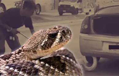 Estas son las 5 serpientes más comunes en Nuevo León que casi nadie identifica