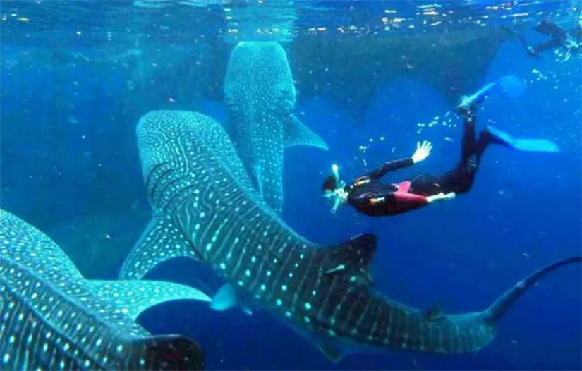 imagen recuadro Foto: CONANP