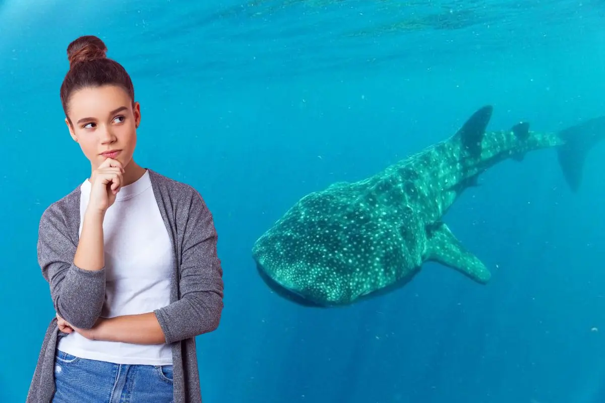 Las embarcaciones deben de estar acreditadas para iniciar recorridos en las zona autorizadas. Foto: TripAdvisor | Foto: Biblioteca Canva