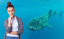 Tiburón ballena: qué reglamento deben seguir los tour operadores en BCS Tiburón ballena: qué reglamento deben seguir los tour operadores en BCS