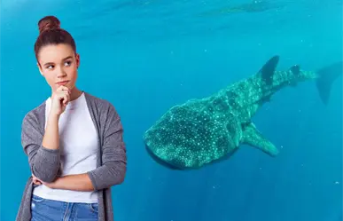 Tiburón ballena: qué reglamento deben seguir los tour operadores en BCS