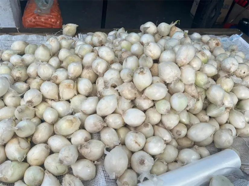 imagen recuadro Ubicado en Monterrey, el Mesón Estrella es un mercado que preserva la cultura y tradiciones de la comunidad regiomontana. Foto: Yarince Torres