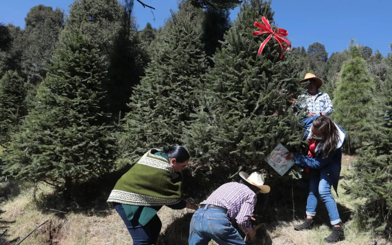 En municipios de Edomex, como Xonacatlán, puedes adquirir tu árbol de Navidad natural por corte o en maceta. Foto: @h_conexion (Canva)