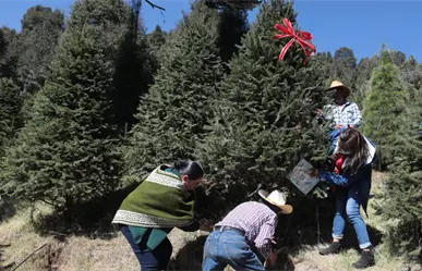 ¿Dónde comprar árboles de Navidad naturales en Edomex? Lista de municipios para hallar el pino ideal