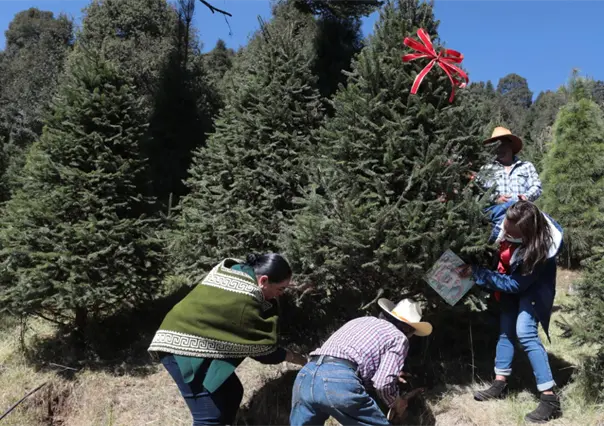 ¿Dónde comprar árboles de Navidad naturales en Edomex? Lista de municipios para hallar el pino ideal