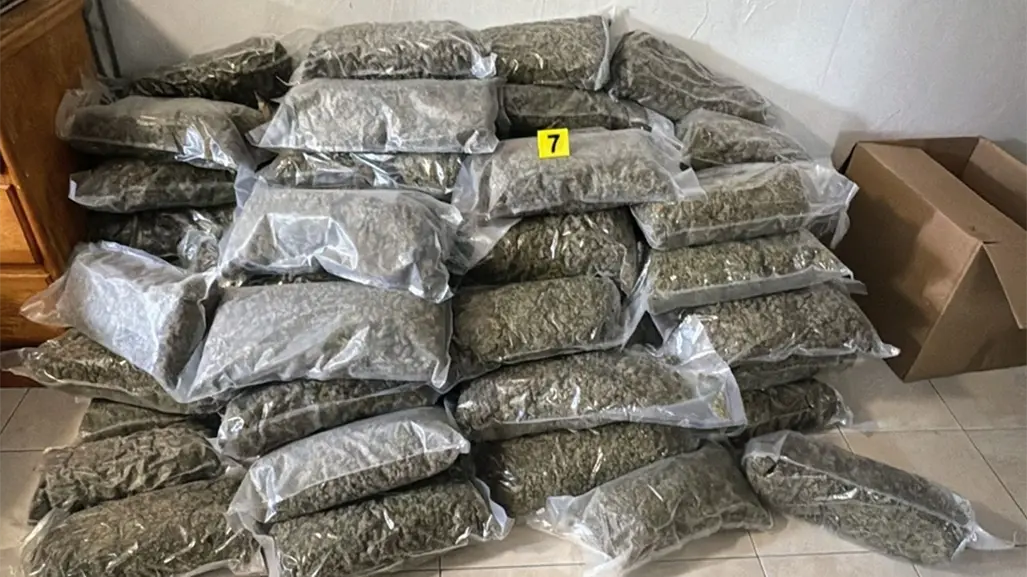 Fiscalía de Nuevo León asegura 90 kilos de marihuana tras cateo en el centro de Monterrey