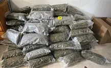 Fiscalía de Nuevo León asegura 90 kilos de marihuana tras cateo en el centro de Monterrey Fiscalía de Nuevo León asegura 90 kilos de marihuana tras cateo en el centro de Monterrey