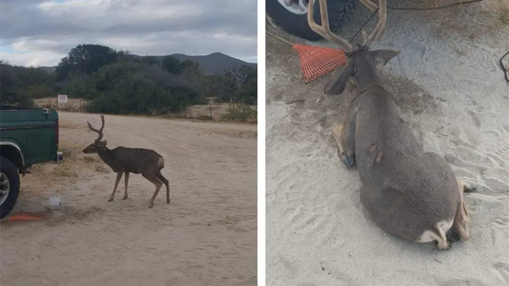 Localizan venado herido en Los Barriles: esto fue lo que pasó