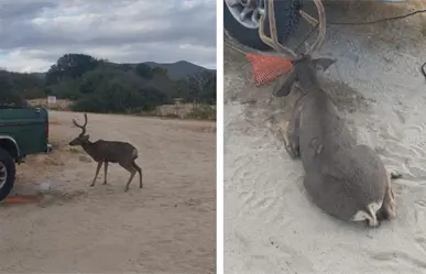 Localizan venado herido en Los Barriles: esto fue lo que pasó