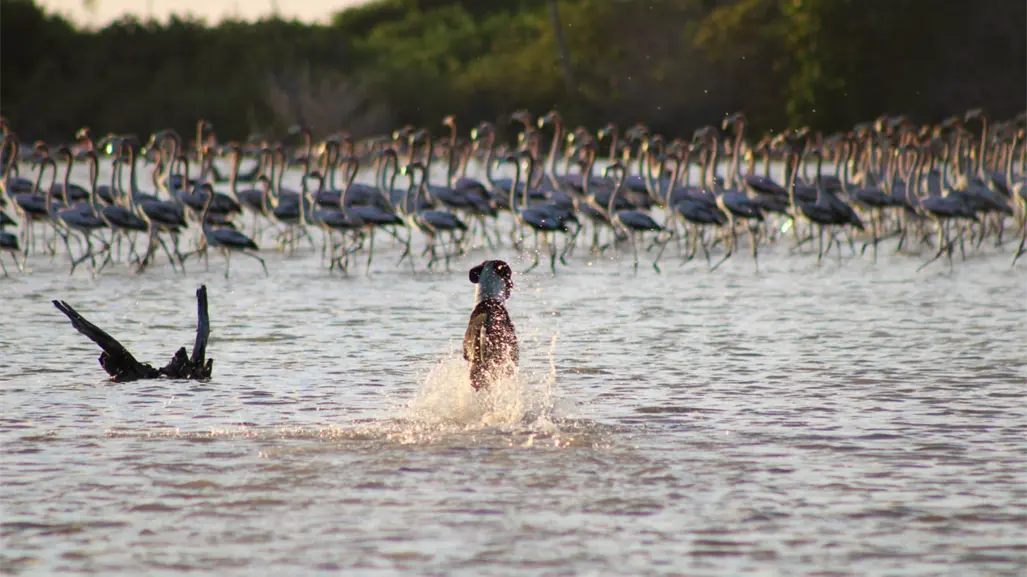 Perros ferales sin control, amenazan a los flamencos de Sisal
