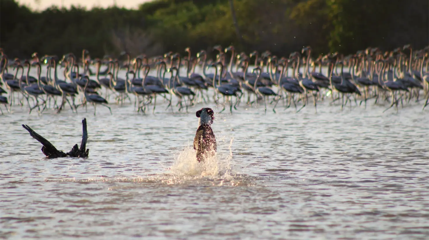 Los lomitos sin supervisión dentro del hábitat de los Flamencos en Sisal. Foto: Juan Enrique Pech Cob