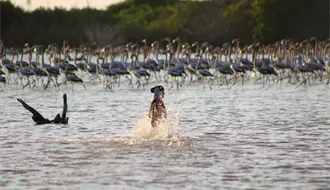 Perros ferales sin control, amenazan a los flamencos de Sisal