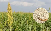 Productores de González le apuestan al proyecto de sorgo blanco