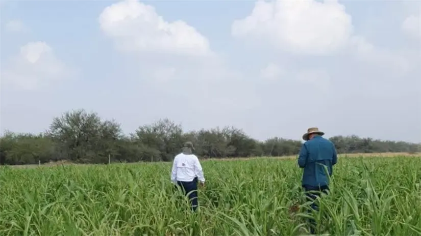 imagen recuadro Los agricultores esperan obtener entre 300 y 40 toneladas de grano para diciembre o enero | Foto: SDRPA Tamaulipas