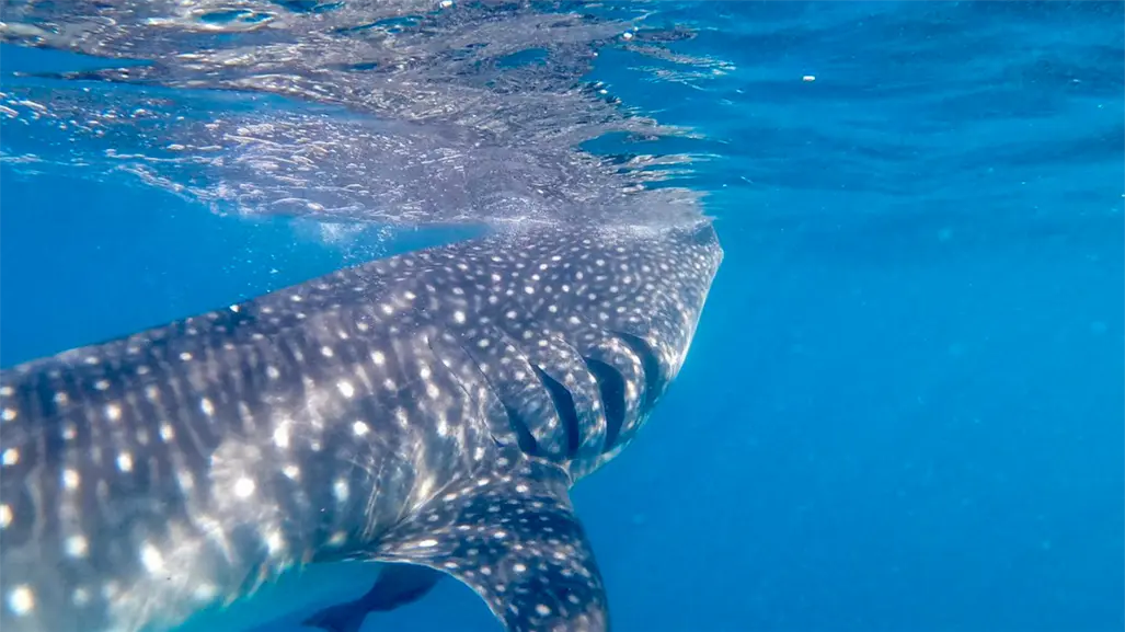 5 datos clave para nadar con el tiburón ballena en La Paz, BCS