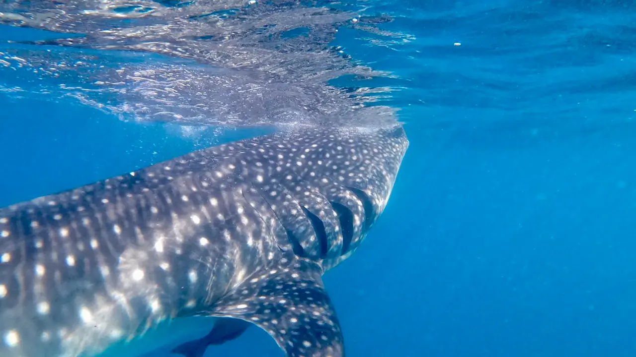 Tiburón ballena desplazándose cerca de la superficie en la Bahía de La Paz, durante la temporada de avistamiento. Foto: Buenamar Tour´s