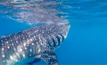 5 datos clave para nadar con el tiburón ballena en La Paz, BCS