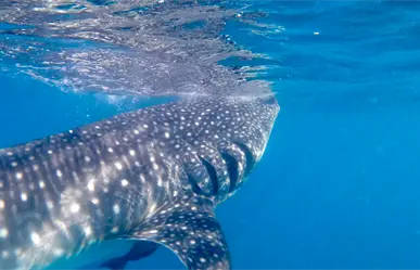 5 datos clave para nadar con el tiburón ballena en La Paz, BCS