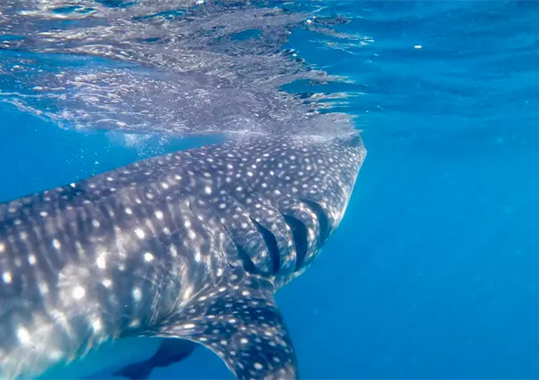 5 datos clave para nadar con el tiburón ballena en La Paz, BCS