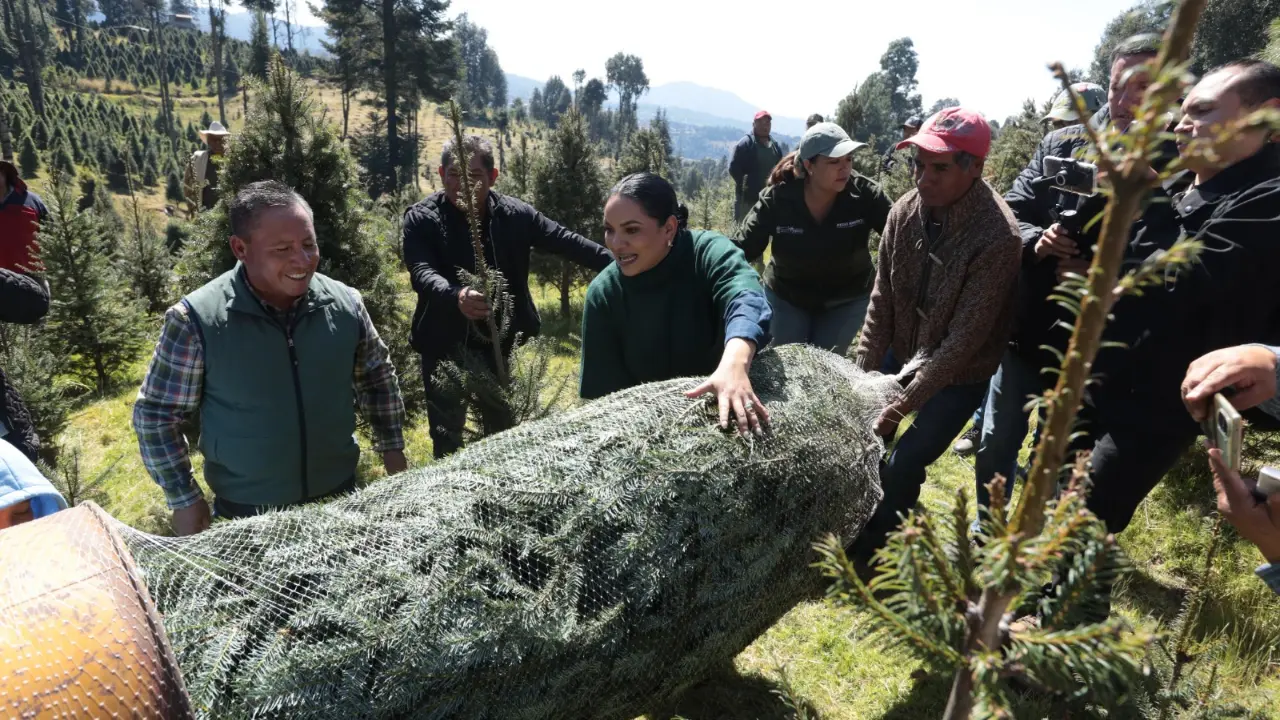 Protección de los pinos navideños de Edomex para su correcta transportación. | Foto: X (@EdomexTurismo)