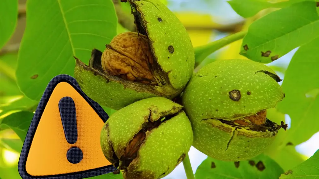 Cae producción de nuez en Coahuila, estas son las razones del desplome histórico