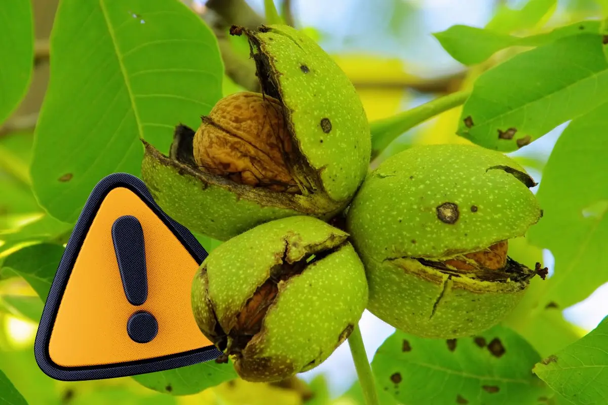 Nuez en Coahuila casi lista para ser cosechada en alerta por caída de producción / Foto: Composición de Canva