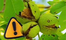 Cae producción de nuez en Coahuila, estas son las razones del desplome histórico Cae producción de nuez en Coahuila, estas son las razones del desplome histórico