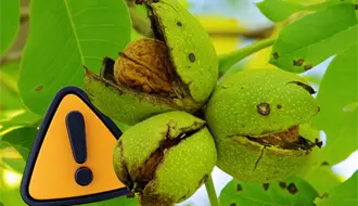 Cae producción de nuez en Coahuila, estas son las razones del desplome histórico