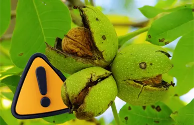 Cae producción de nuez en Coahuila, estas son las razones del desplome histórico