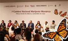 Coahuila se une a la primera Cumbre Nacional de la mariposa monarca, ¿qué implica? Coahuila se une a la primera Cumbre Nacional de la mariposa monarca, ¿qué implica?