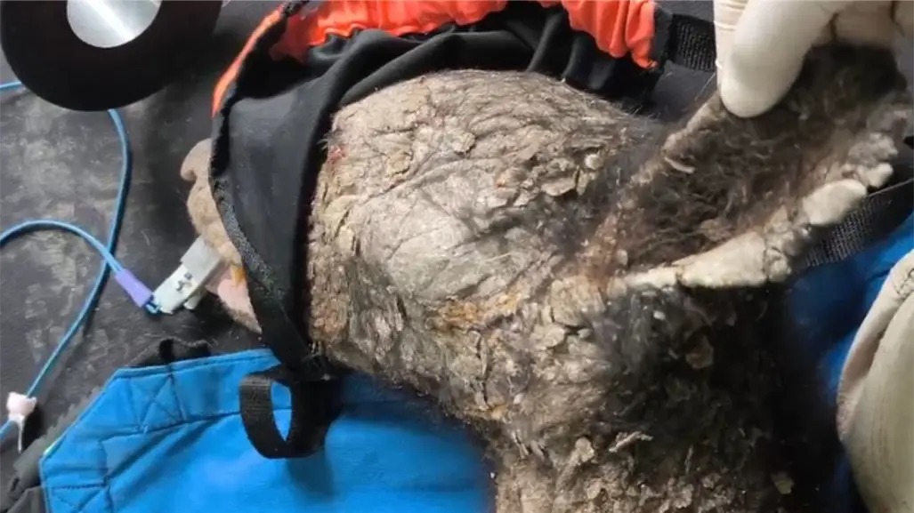 Hallan a oso en estado crítico en Bustamante; investigan posible atropello