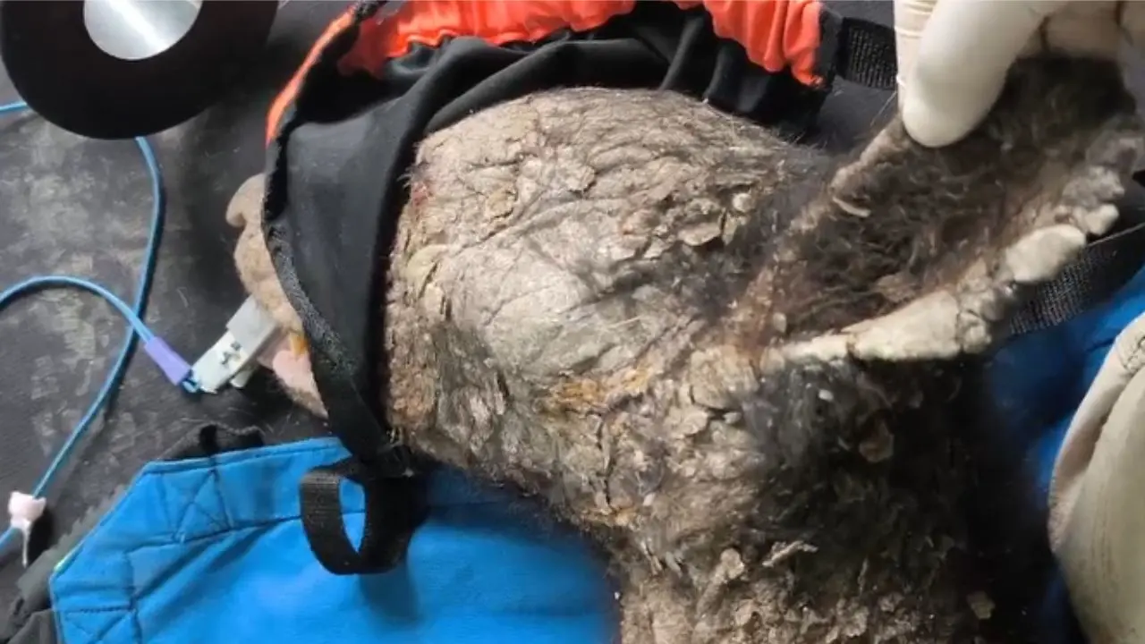 Oso encontrado en estado crítico Foto: Parques y Vida Silvestre de Nuevo León