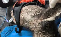 Hallan a oso en estado crítico en Bustamante; investigan posible atropello Hallan a oso en estado crítico en Bustamante; investigan posible atropello