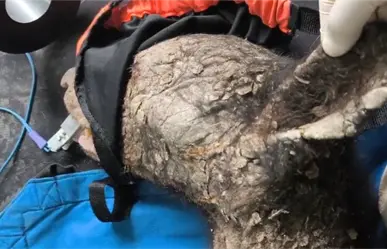 Hallan a oso en estado crítico en Bustamante; investigan posible atropello