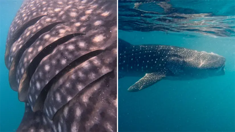 imagen recuadro Juvenil de tiburón ballena rodeado de peces mientras se alimenta filtrando plancton en la bahía paceña. Foto: Buenamar Tour's