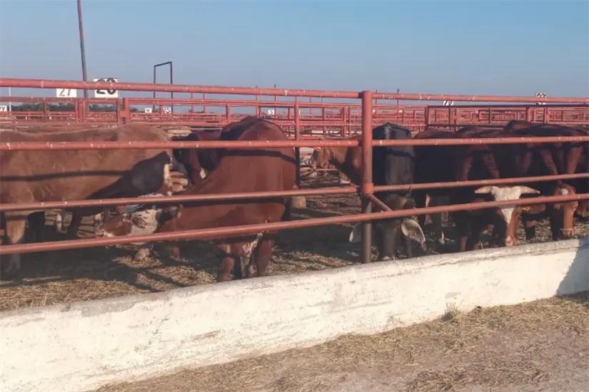 imagen recuadro Foto: Carlos García