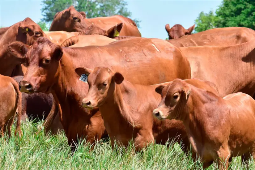 imagen recuadro Los créditos para la producción de carne contarán con una tasa del 8.25%. Foto: Carlos García