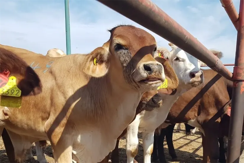 imagen recuadro Foto: Carlos García