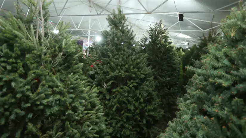 Espacios credos para el cultivo de árboles de Navidad en Edomex. | Foto: Especiales