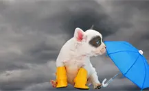 Lluvias moderadas a fuertes en Yucatan por el frente frío número 16 este miércoles 26 de noviembre Lluvias moderadas a fuertes en Yucatan por el frente frío número 16 este miércoles 26 de noviembre