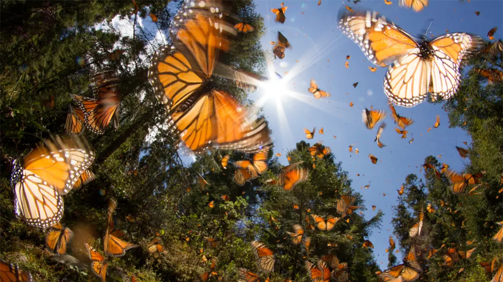 Tala e insecticidas ponen en riesgo la migración de la Mariposa Monarca en Edomex, alertan especialistas
