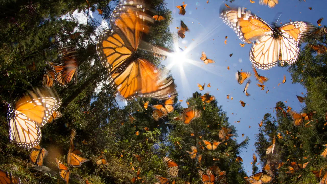 Especialistas alertan que la sobrevivencia de la Mariposa Monarca está en riesgo debido al cambio climático y al uso de agroquímicos en Norteamérica. Foto: Canva