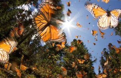 Tala e insecticidas ponen en riesgo la migración de la Mariposa Monarca en Edomex, alertan especialistas