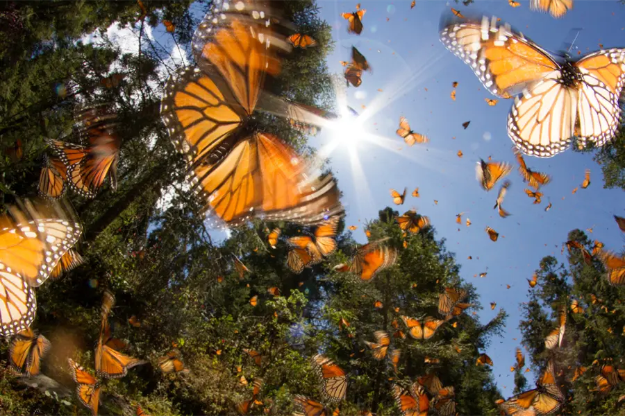 Tala e insecticidas ponen en riesgo la migración de la Mariposa Monarca en Edomex, alertan especialistas