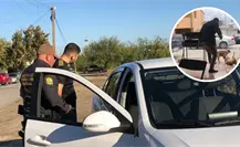 Mataperros de Piedras Negras libra la cárcel, llevará proceso por crueldad animal en libertad