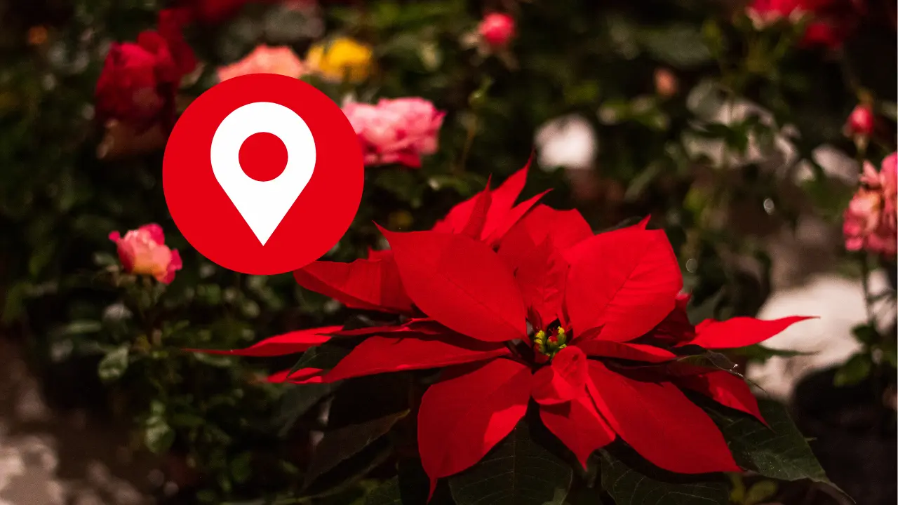 Nochebuena en Xochimilco por la Ruta de la Nochebuena 2025” | Foto: Canva Pro