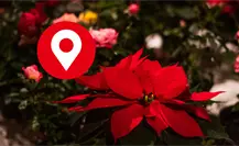 Ruta de la Nochebuena en Xochimilco: costos, fechas y horarios de esta experiencia en trajineras Ruta de la Nochebuena en Xochimilco: costos, fechas y horarios de esta experiencia en trajineras